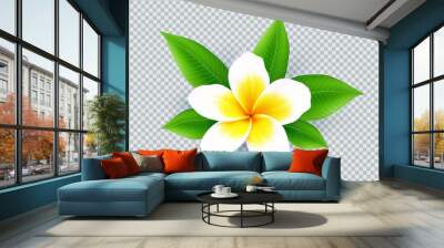 Realistic vector white frangipani flower isolated on transparent grid background Wall mural