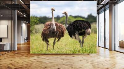 Ostriches Wall mural