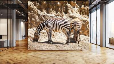 Plains zebras Wall mural