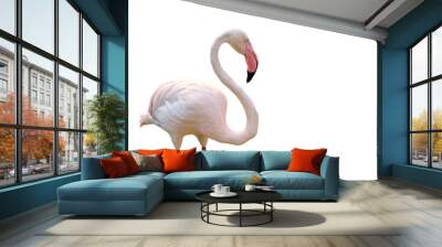 Flamingo isolated on white background Wall mural