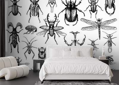 big set of insects bugs beetles and bees many species in vintage old hand drawn style engraved illus Wall mural