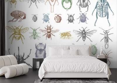 big set of insects bugs beetles and bees many species in vintage old hand drawn style engraved illus Wall mural