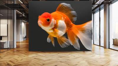 Beautiful Oranda Goldfish, isolated Wall mural