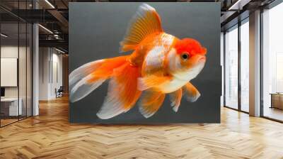 Beautiful Oranda Goldfish, isolated Wall mural