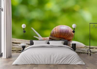 European brown garden snail (Cornu aspersum) crawling on wood in natural habitat with green background Wall mural