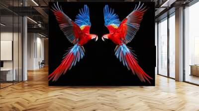 Two red parrots, isolated on black background. Bright red and blue south american parrots, Ara macao, Scarlet Macaw, flying with outstretched wings, wild amazonian bird. Wall mural