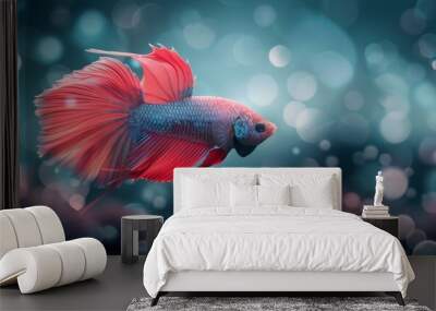 Red And Blue Betta Fish Swimming Wall mural