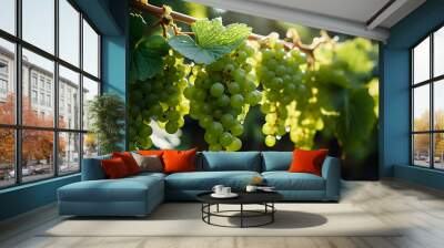 Green grapes in vineyard in daylight Wall mural