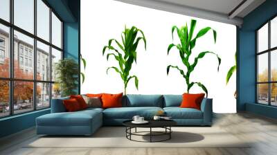 corn growing process realistic illustration in flat design. corn planting process growing corn from  Wall mural