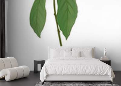 An illustration with a transparent background of an avocado plant in a white decorative pot Wall mural