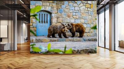 Brown Bears at the Lisbon Zoo Wall mural