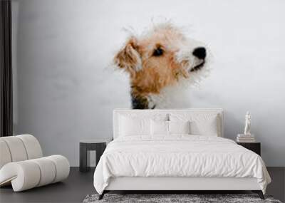 Young fox terrier dog sitting in the snow on a cloudy winter day Wall mural