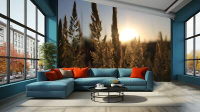 Grass and sun. Wall mural