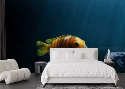 lake malawi cichlids, lake tanganyika cichlids Wall mural