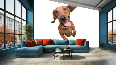 Mad and Happy brown dachshund jumping on camera. White isolated background Wall mural