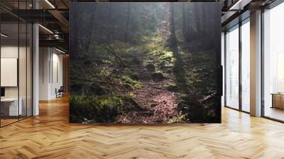 Mountain rocky trail in a dense coniferous forest Wall mural