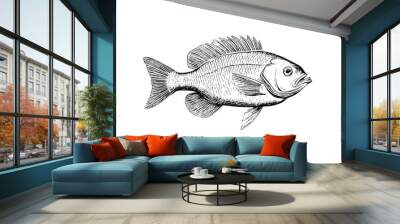 Perch hand drawn engraving fish isolated on white background. Vector sketch illustration Wall mural