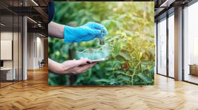 Woman scientist genetic engineer testing the plant for the presence of genetic modification. GMO products and organisms Wall mural