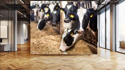 Cows on Farm. Black and white cows eating hay in the stable. Wall mural