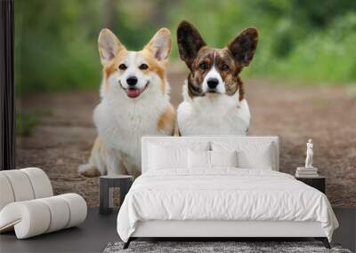 Portrait of two Welsh Corgi dogs of the Pembroke breed in nature. Wall mural