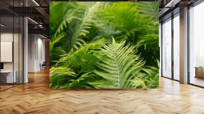 Ornament from green plants. Green background. Fern, shrub, Wall mural