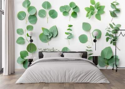 Fresh eucalyptus leaves set isolated, eucalyptus twigs, leaf, branches collection, decorative foliage Wall mural