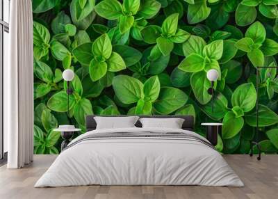 Marjoram texture background, fresh green oregano pattern, Origanum majorana banner, marjoram Wall mural