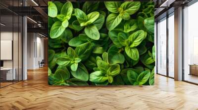 Marjoram texture background, fresh green oregano pattern, Origanum majorana banner, marjoram Wall mural