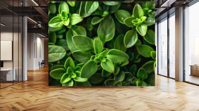 Thyme texture background, thymus leaf banner, Thymus vulgaris pattern, fresh herbal leaves banner Wall mural