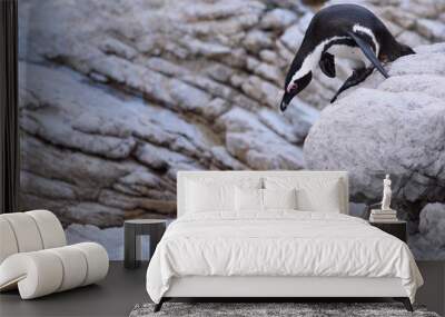 penguin Spheniscus demersus in south africa  Wall mural