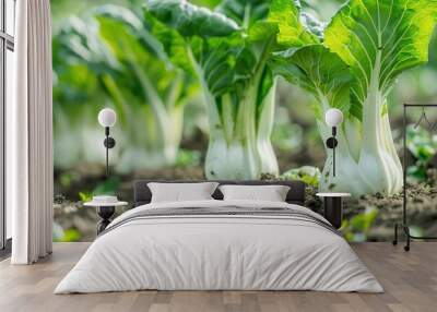 Bok Choy farm Wall mural