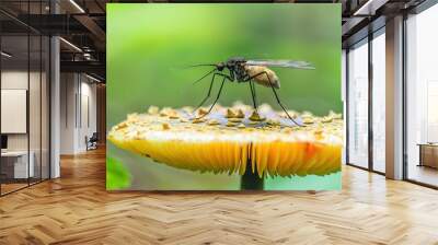 Fungus gnat on a mushroom Wall mural