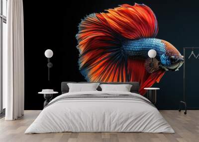 A betta fish with a vibrant display of colors in a simple tank setting. The clear background around the fish creates a great area for adding text. Wall mural