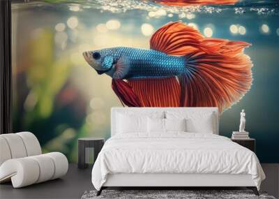 A betta fish with flowing fins and bright colors in a well-lit aquarium. The clear water and tank background provide ample copy space. Wall mural