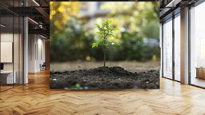 A newly planted tree in a garden with an empty background. The clear space around the tree highlights the importance of planting and provides room for text. Wall mural