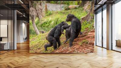 chimpanzee Wall mural