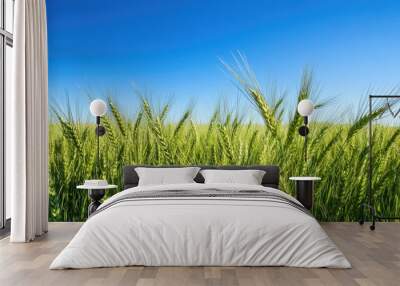 Green wheat fields swaying in the breeze under a clear blue sky in the countryside. Wall mural