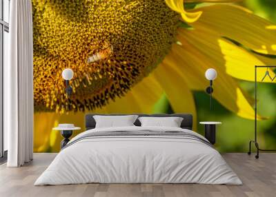 sunflower bright blue sky Wall mural