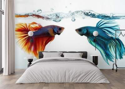 Two fighting betta fish facing each other with colorful tails. The clean, unobstructed water background provides space for copy. Wall mural