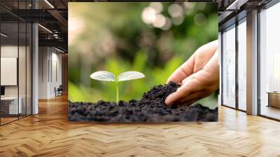 Farmers' hands are planting seedlings on the ground, including a blurred green nature backdrop, forestry concepts and environmental protection. Wall mural