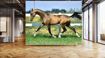 buckskin akhal teke stallion running in trot along white fence in summer pasture. Wall mural