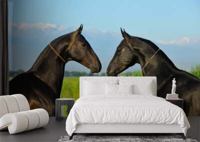 Two black akhal teke horses facing each other in the green field in summer. Horizontal, portrait, side view.  Wall mural