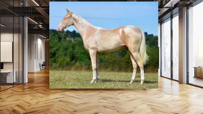 Two palomino akhal teke breed horses running in the park together. Beautiful horses. Portrait. Golden horse. Akhal-teke nice horse.  Wall mural