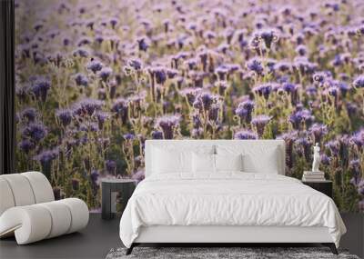 A field with purple flowers as a natural background. Wall mural