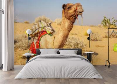 Camel in the Thar desert close from Jaisalmer, India Wall mural