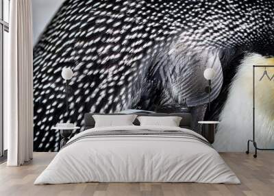 Close-Up of Penguin Plumage Texture Showcasing Detailed Black and White Feather Patterns with Subtle Yellow Accent on Neck Wall mural