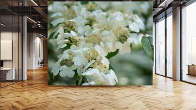 The beautiful flowers of Viburnum plicatum Watanabe bloomed on a wonderful sunny, warm spring day. Wall mural