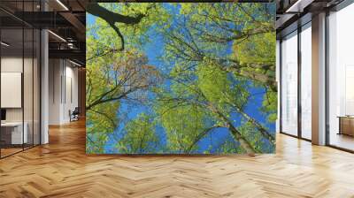 Foliage Of Magnificent Green Tree. Lush Green Foliage And Afternoon Sun. Walking Through Forest With Large Green Trees. Wall mural