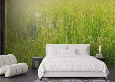 Long grass sways in evening breeze. Rays of sun. Sunset light and swaying grass. Slow motion. Wall mural