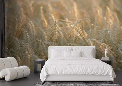 Rural scenery. Yellow agriculture field with ripe wheat. Flour and wheat crisis. Bokeh. Wall mural